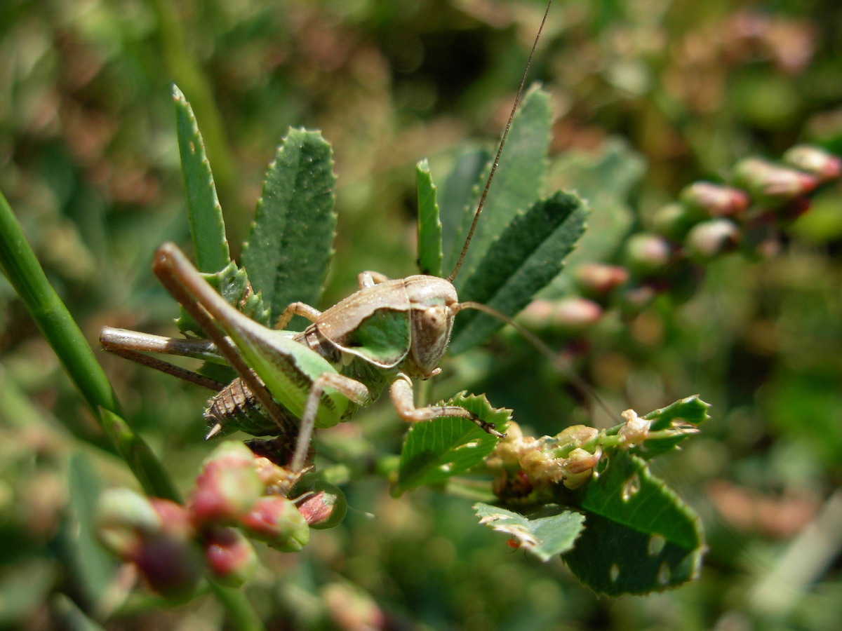 Carrellata ortotteri